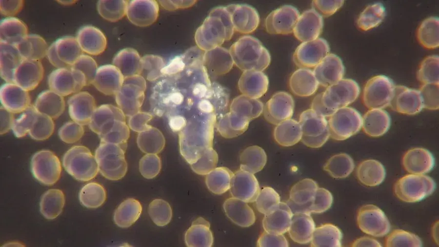 Изображение клеток под микроскопом
