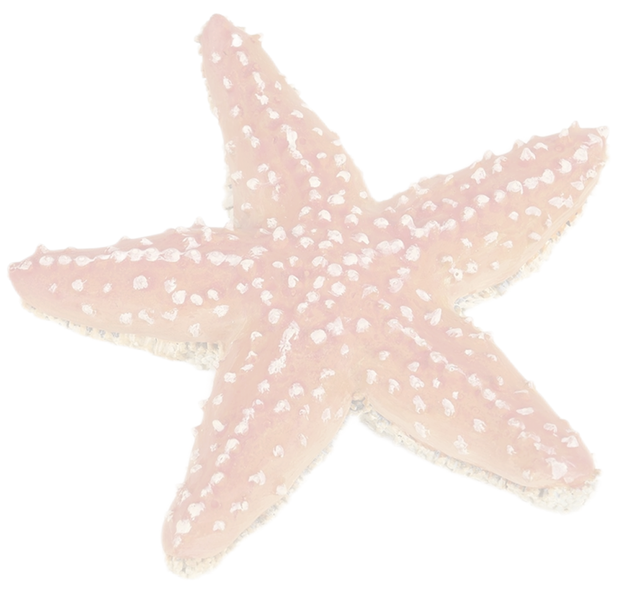 starfish